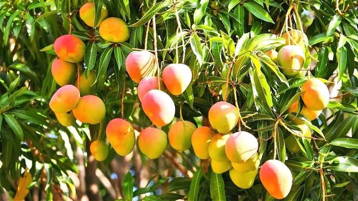 mango